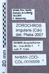 Etiketten zu Zorochros angularis (NHMW-ZOO-COL-0006509)